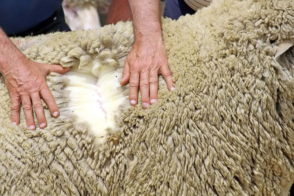 Овца меринос фото