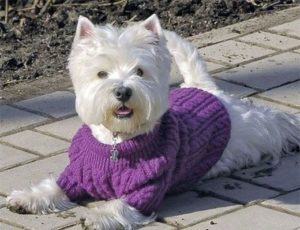 Фото подборка вязаной одежды для собак