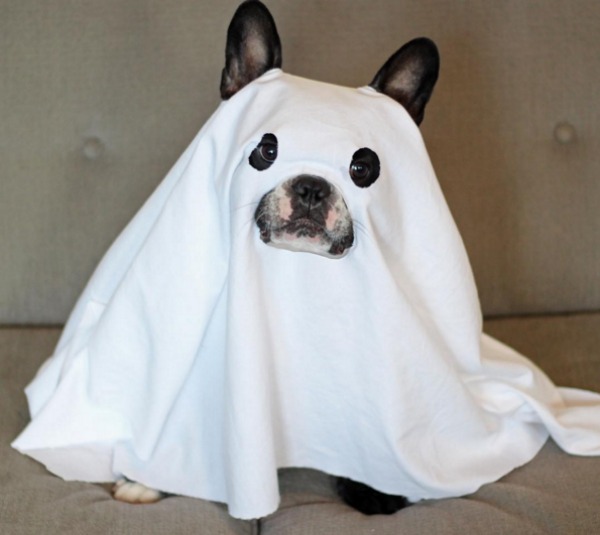 Костюм для собаки на Хэллоуин
