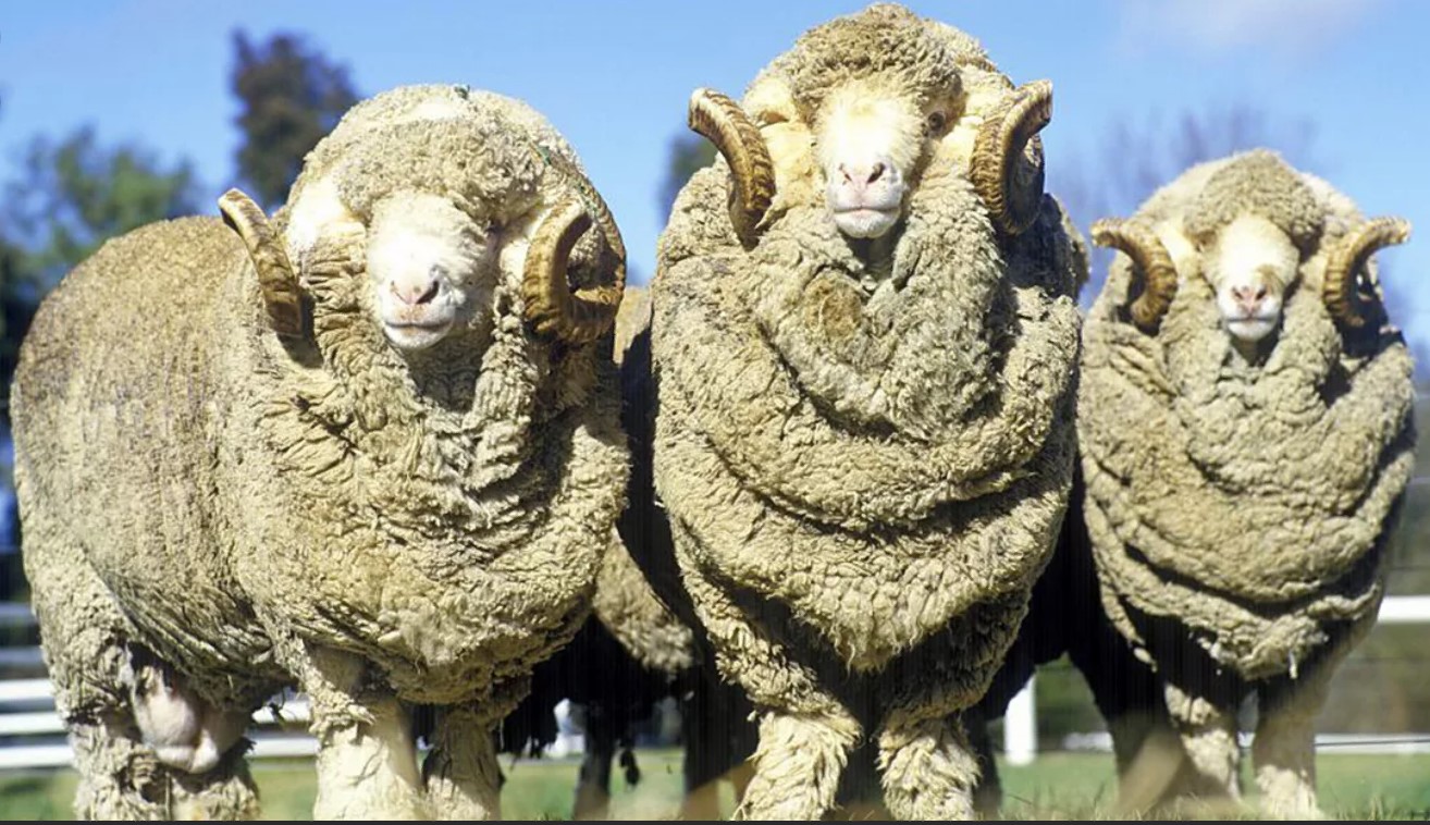 Шерсть овцы меринос