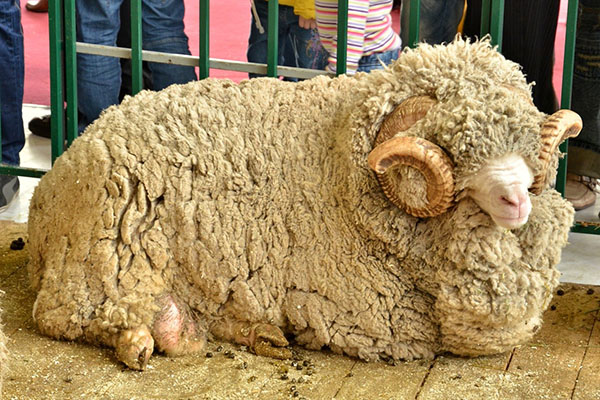 Валяние шерсти из овцы меринос