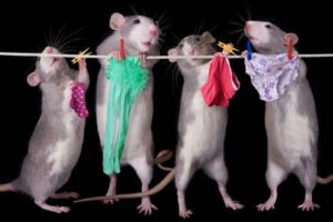 мыши вешают белье
