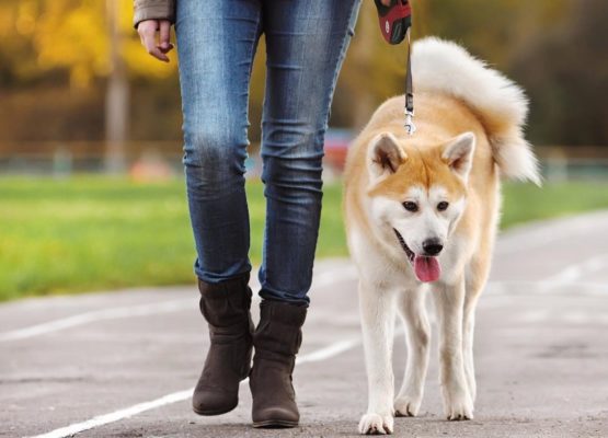 В чём ходить на прогулку с собакой, чтобы было модно, но удобно