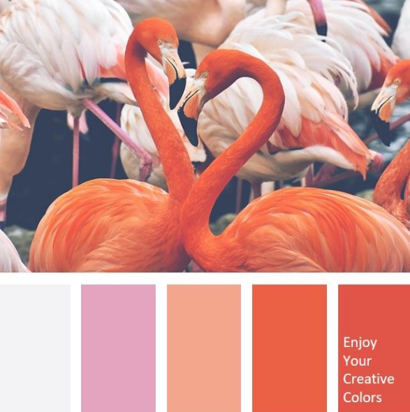 цвет фламинго