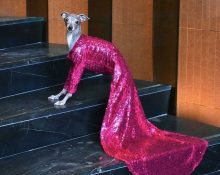 Левретка Тика - самая модная собака